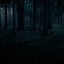 Forest Stock 2