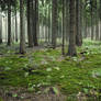 Forest Stock 4