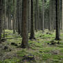 Forest Stock 8