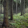 Forest Stock 10