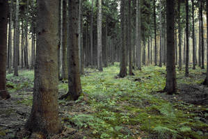 Forest Stock 10