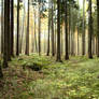 Forest Stock 13