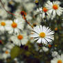 Flower 1