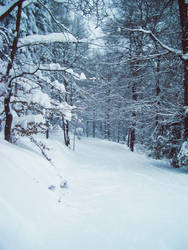 Snow Forest Stock 1