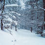 Snow Forest Stock 1