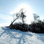 Snowscape Stock 17