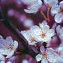 Flower 6