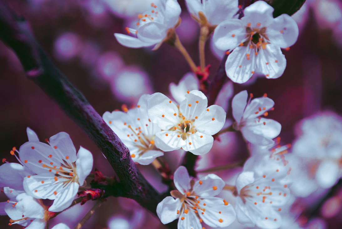 Весенние заставки на телефон красивые бесплатные. Цветы вишни. Цветущая вишня. Весенний фон на рабочий стол. Красивые весенние цветы.