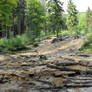 Forest Stock 21