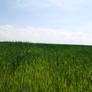 Field 13