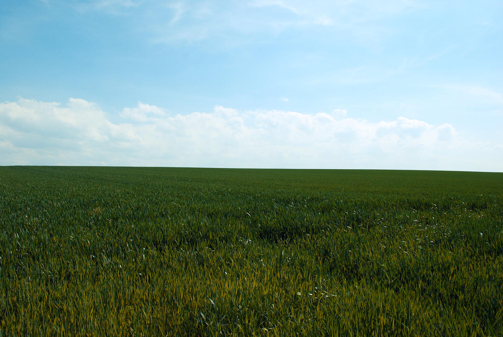 Field 14