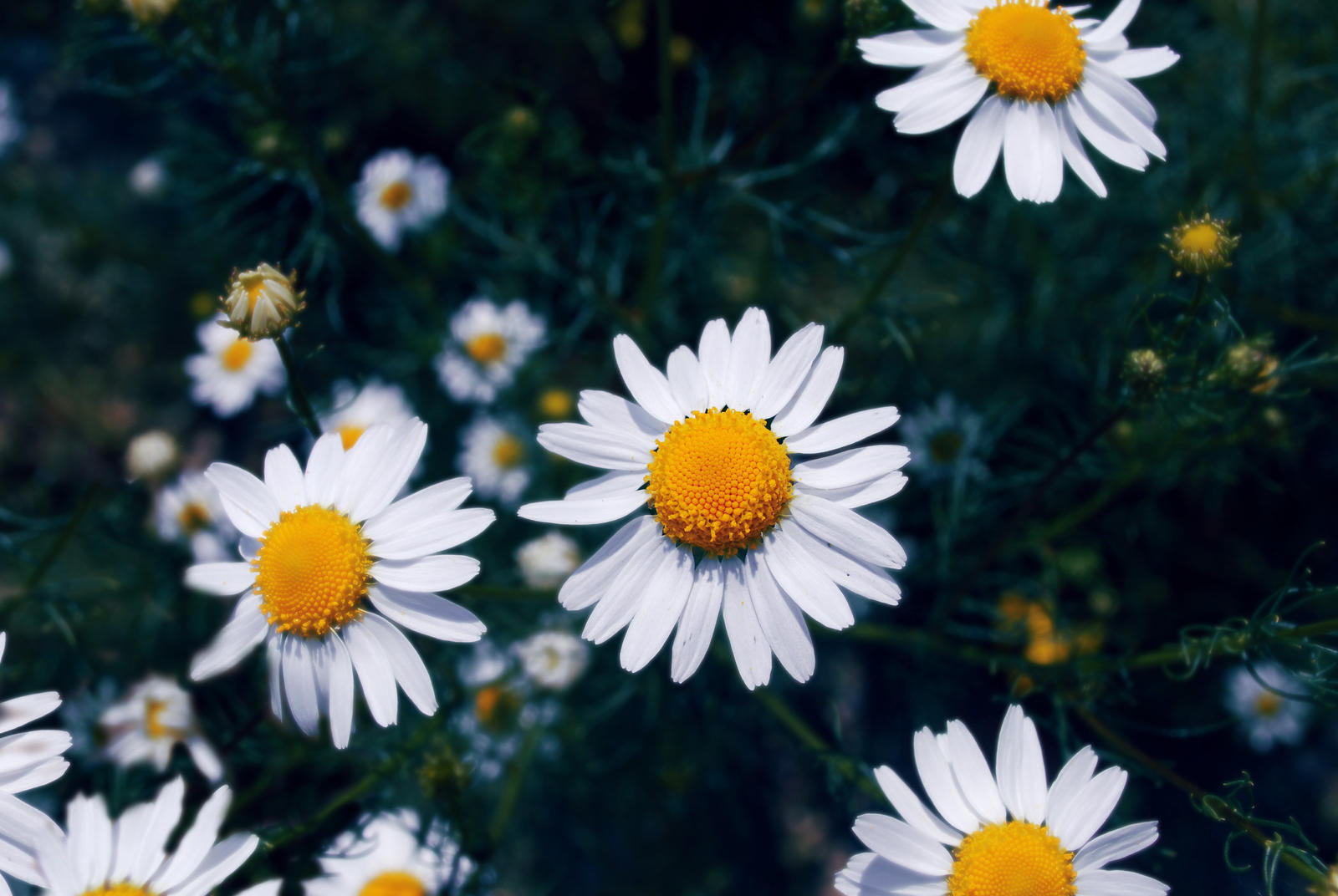 Flower 9