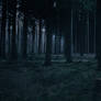 Forest Stock 28