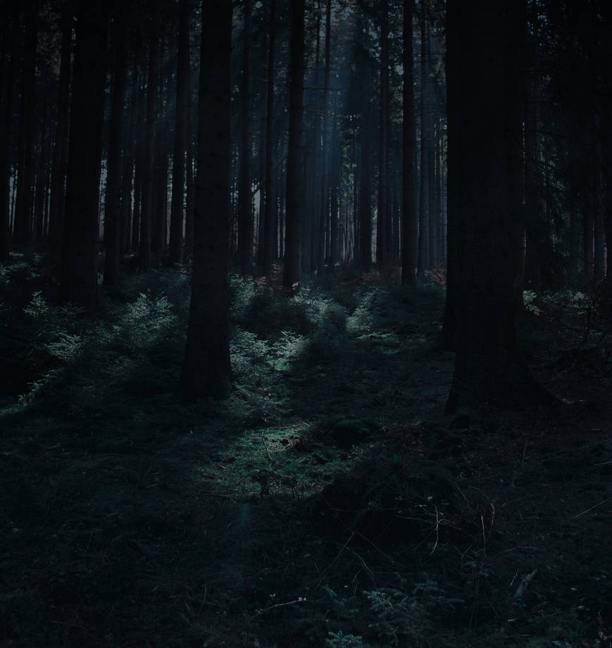 Forest Stock 31 by Sed-rah-Stock