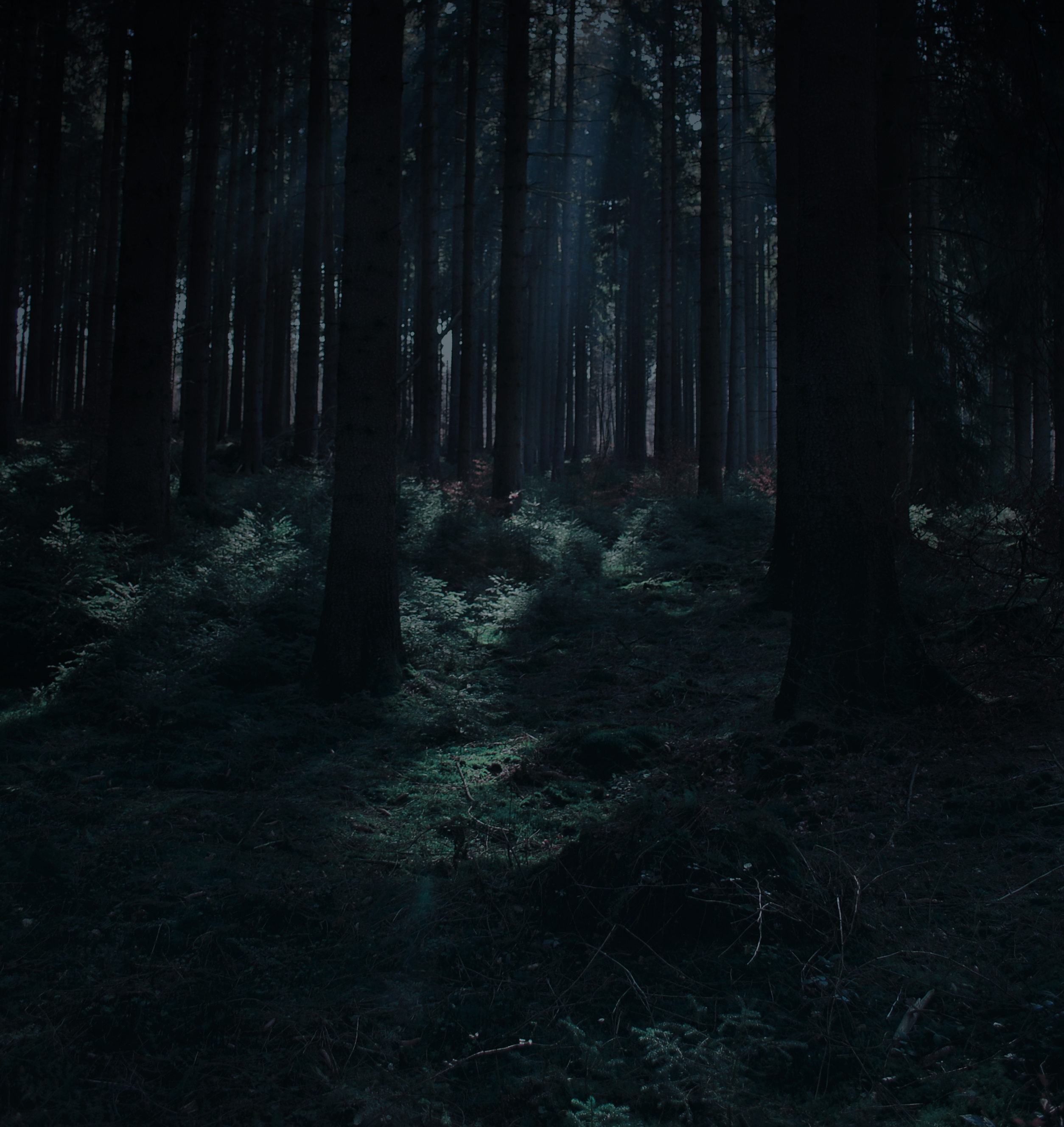 Forest Stock 31 by Sed-rah-Stock