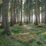 Forest Stock 35