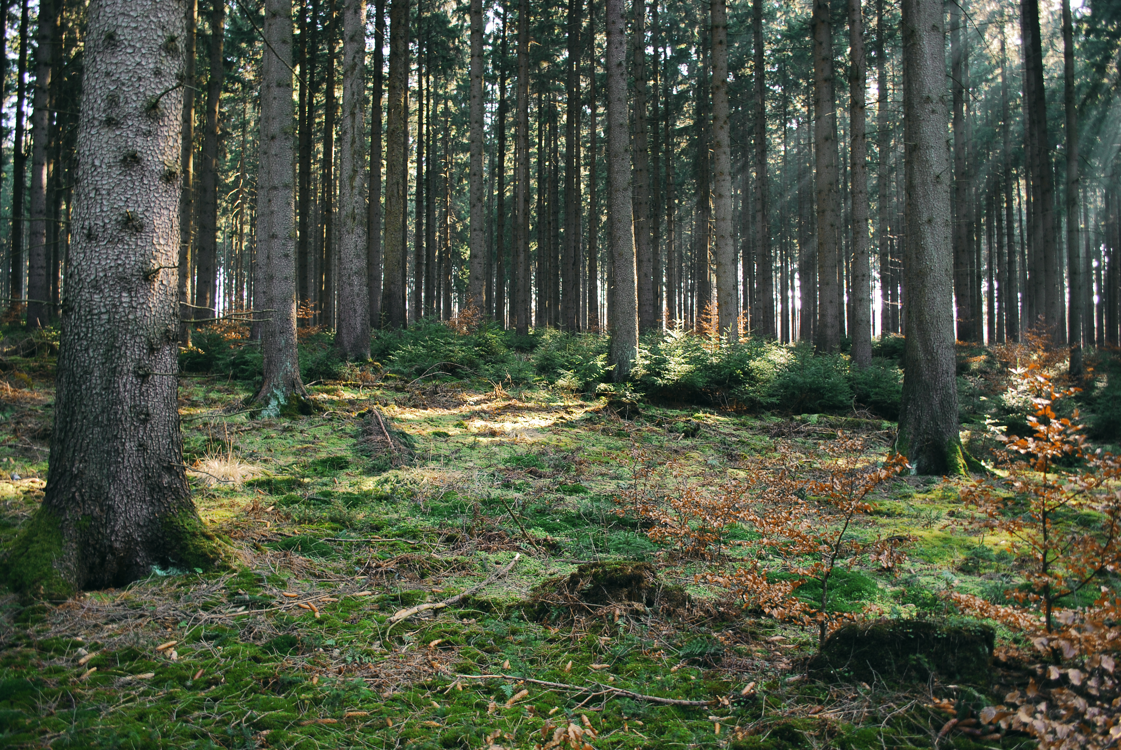 Forest Stock 37 by Sed-rah-Stock