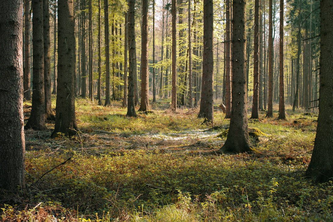 Forest Stock 40 by Sed-rah-Stock