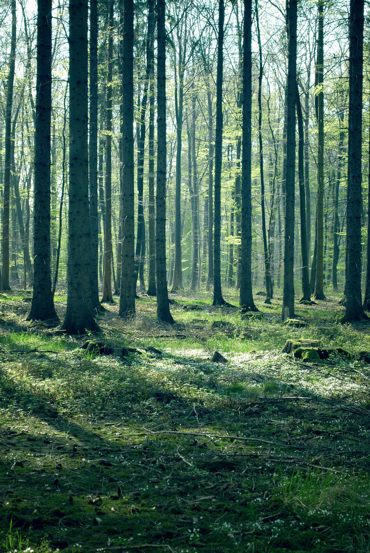 Forest Stock 44 by Sed-rah-Stock