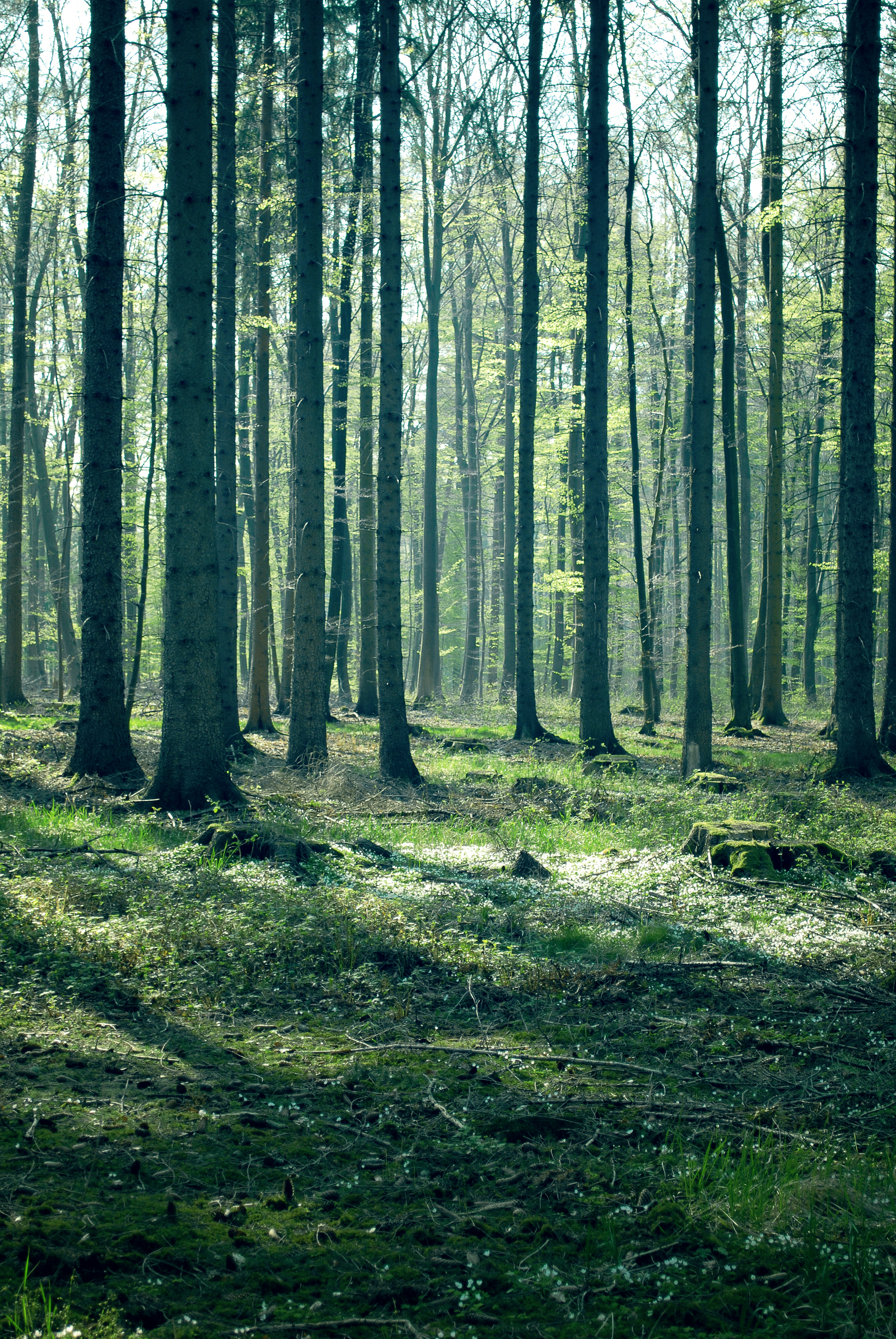 Forest Stock 44 by Sed-rah-Stock
