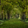 Forest Stock 47 (premade)