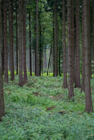 Forest Stock 51 by Sed-rah-Stock Forest Stock 51 by Sed-rah-Stock