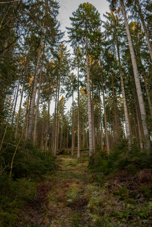 Forest Stock 53 by Sed-rah-Stock Forest Stock 53 by Sed-rah-Stock