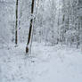 Snowscape Stock 64