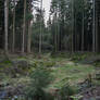 Forest Stock 57