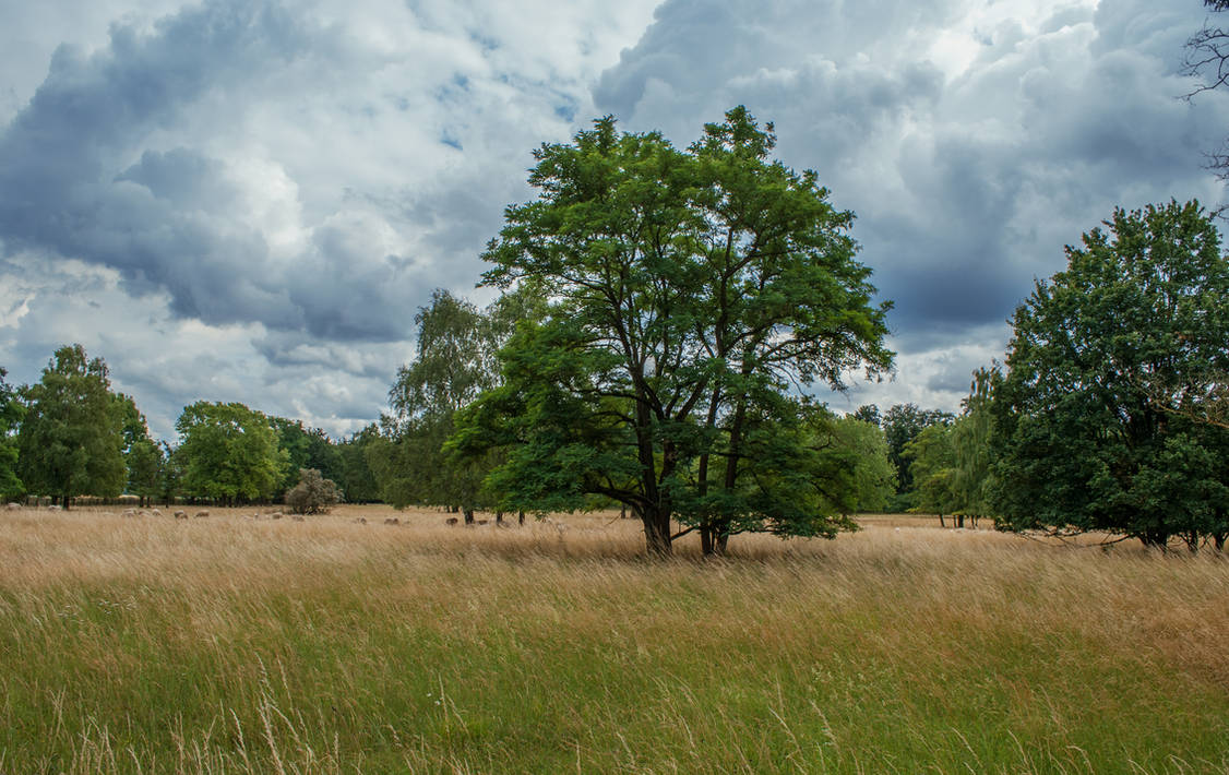 Field 56 by Sed-rah-Stock