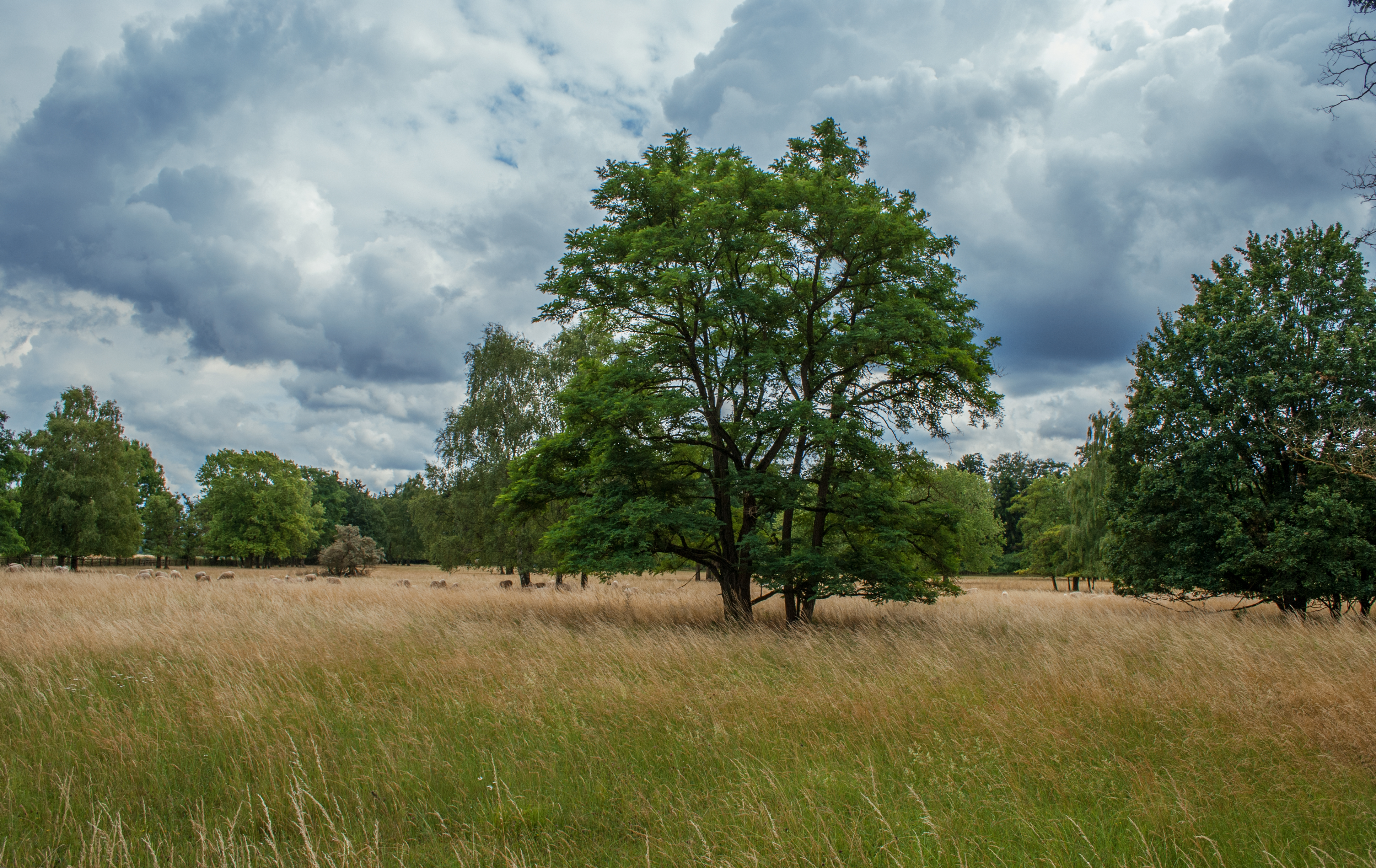 Field 56 by Sed-rah-Stock
