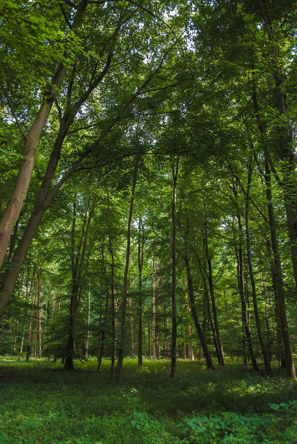 Forest Stock 59 by Sed-rah-Stock