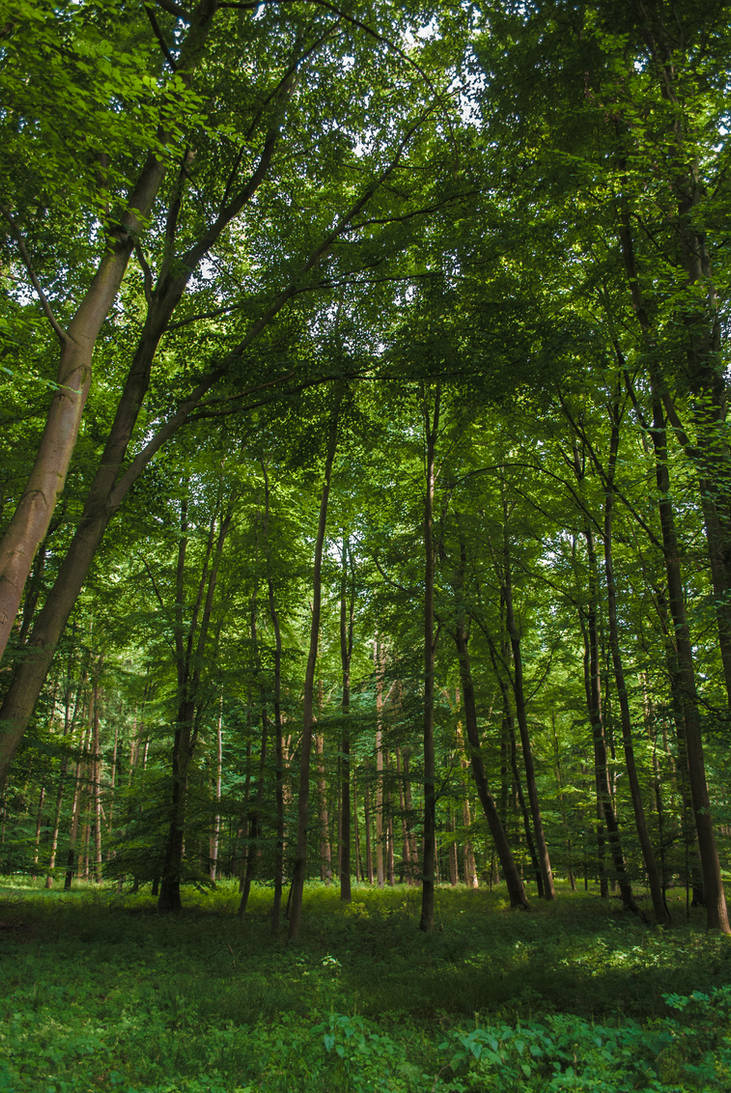 Forest Stock 59 by Sed-rah-Stock