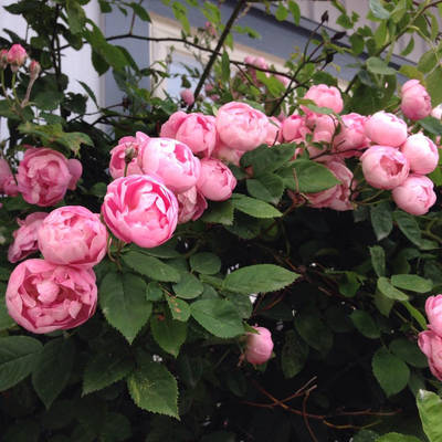 Never Enough Of Pink Roses!