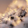 Ice Crystals