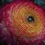 Ranunculus