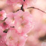 Bokeh Blossoms