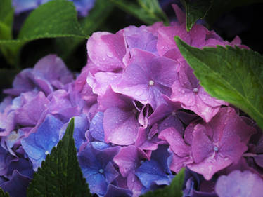 Hydrangea