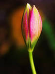 Tiptoe Tulip 2 by JohnlockedDancer