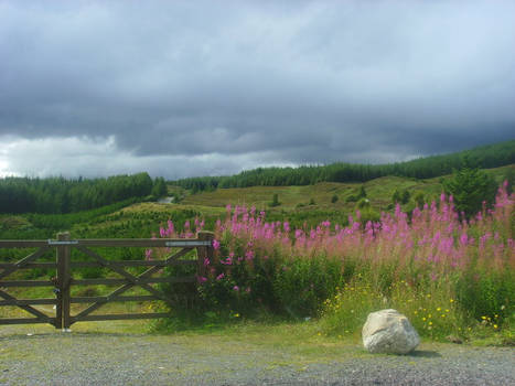 Pink Flowers In Grizedale