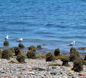 Sea gulls