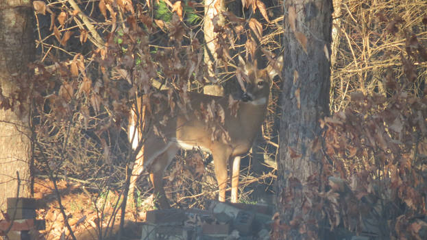 Thanksgiving Deer