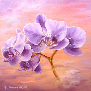 Orchids at sunrise... by Arterida Orchids at sunrise... by Arterida