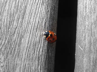 Ladybug