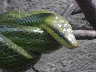 Green Snake