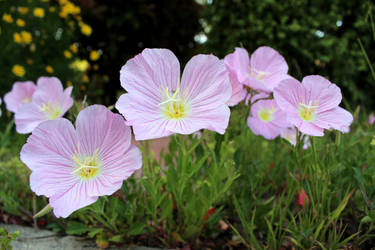 Flowers in the Meadow