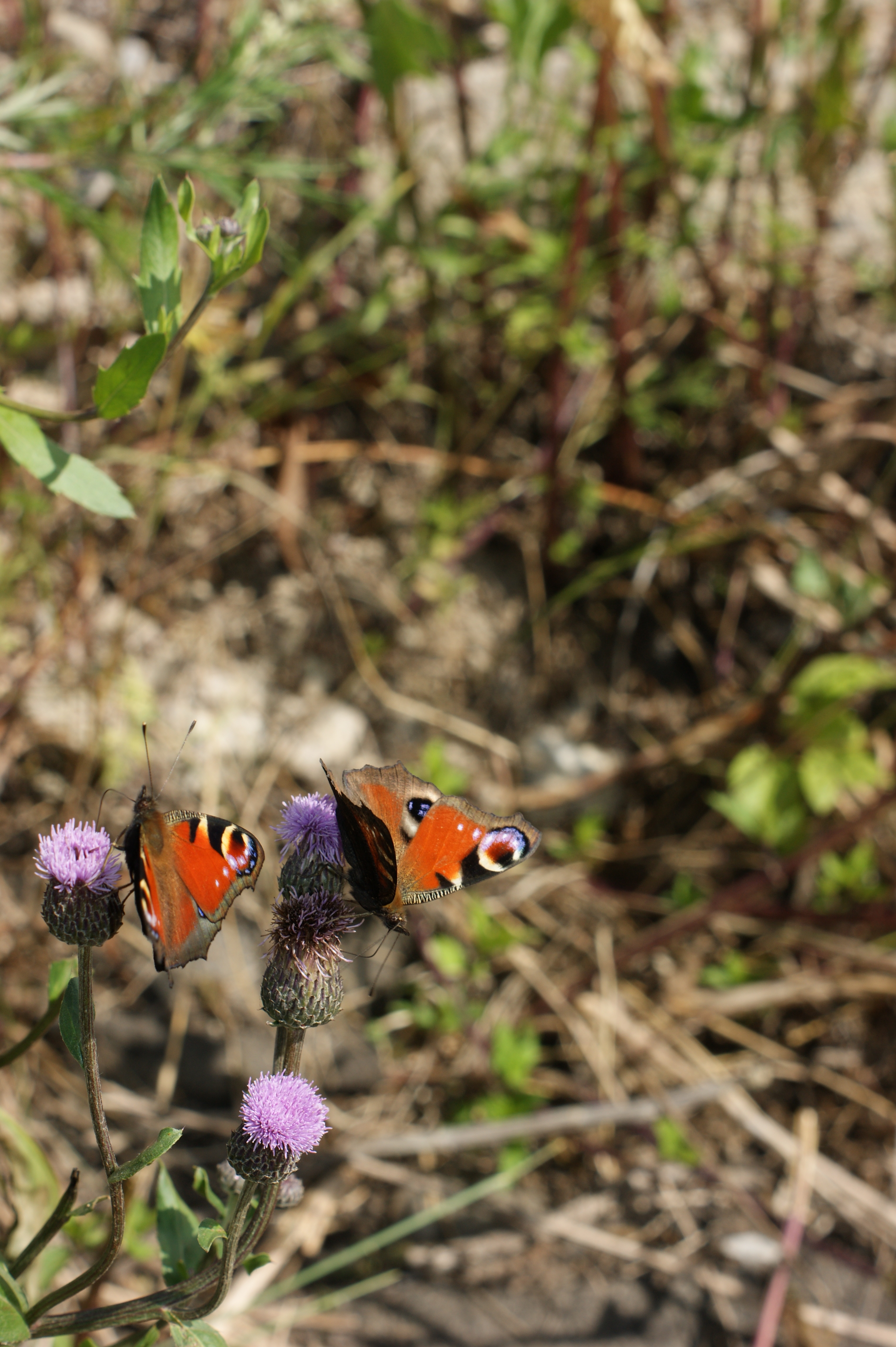 butterfly 1