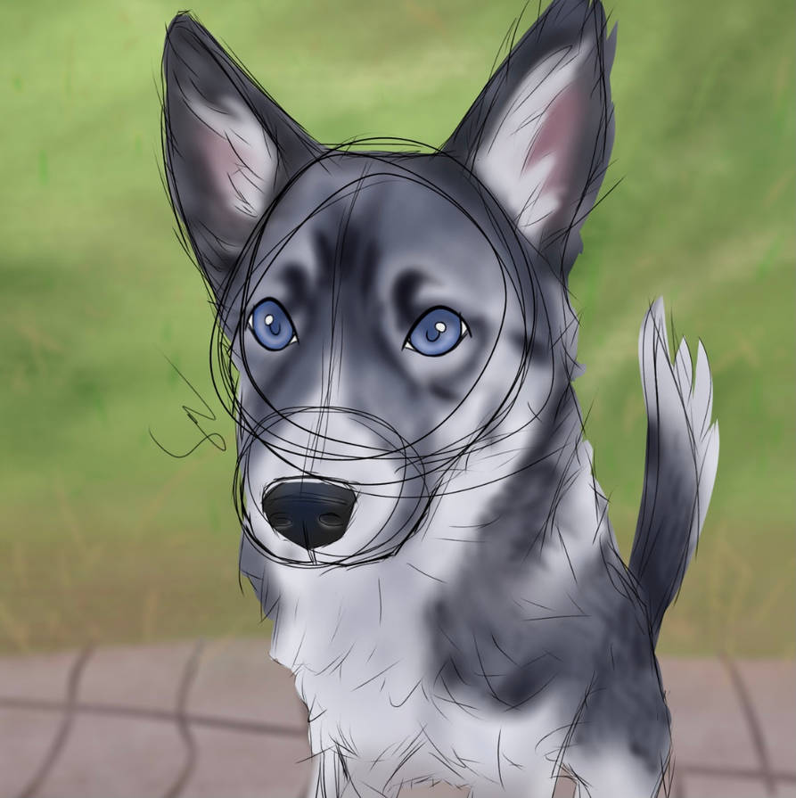 Husky Deviantart Husky pup by Tishy-Doodles on DeviantArt