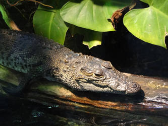 alligator by HoneybeePictures