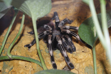 Lasiodora cristata